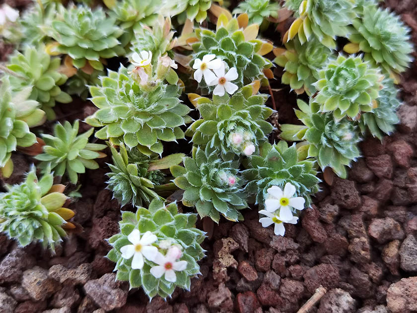 Androsace jacquemontii var. robusta